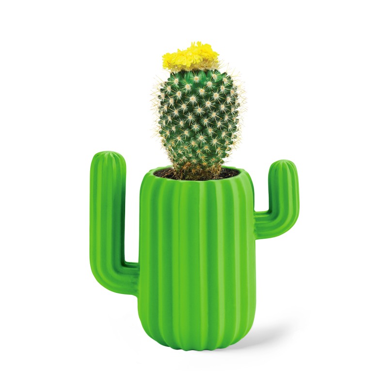 MUSTARD Cactus Desk Organiser