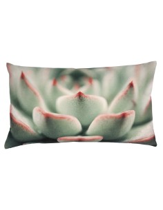 COPRICUSCINO SUCCULENT  35 x 60 Pink 2