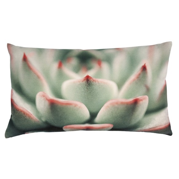 COPRICUSCINO SUCCULENT  35 x 60 Pink